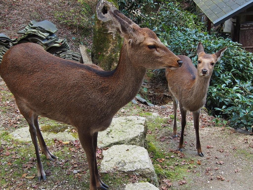 מלון הצוקייצ'י Sakuraya מראה חיצוני תמונה